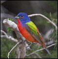 _2SB3080 painted bunting